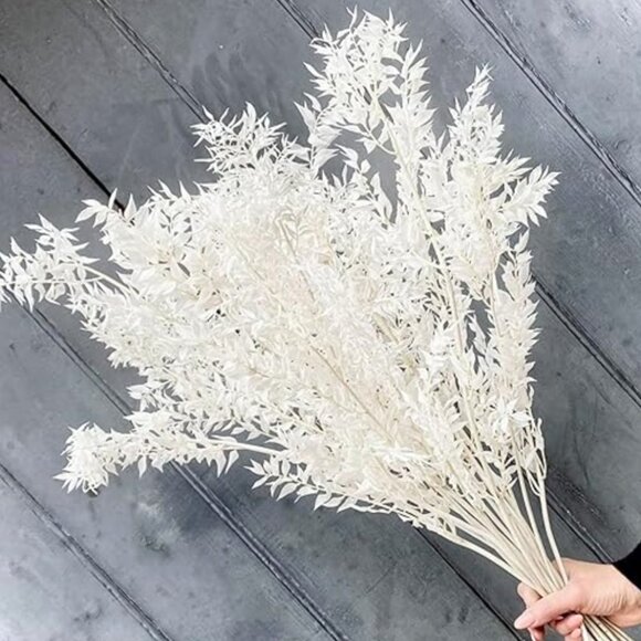 Dried Italian Ruscus White - Picture 6 of 6